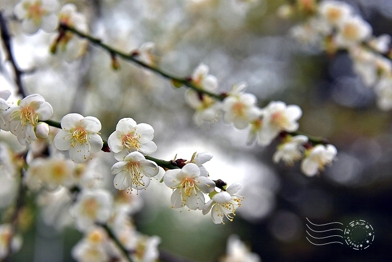 榮星花園梅花