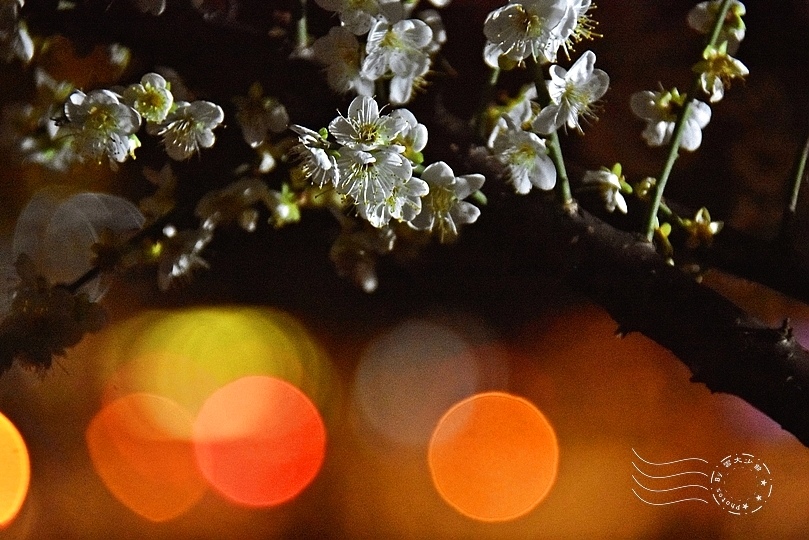 榮星花園夜梅