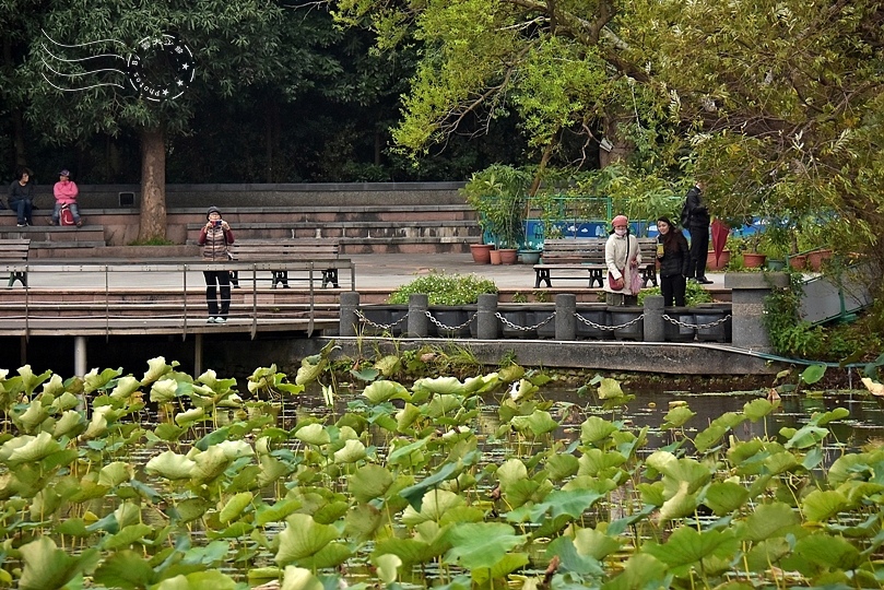 台北植物園荷花池
