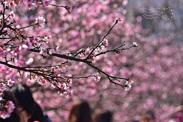 東湖樂活公園寒櫻