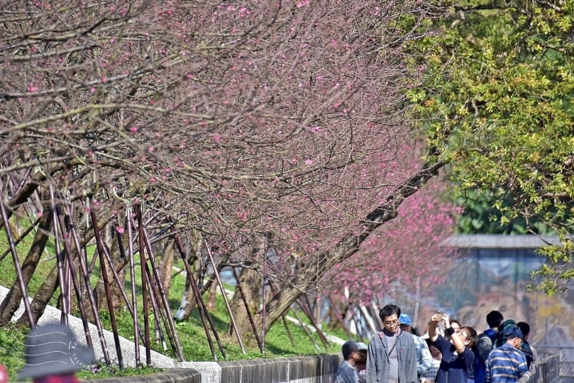 東湖內溝溪櫻花