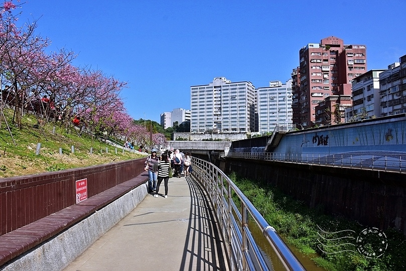 東湖內溝溪櫻花