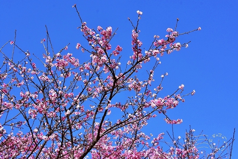 東湖樂活公園寒櫻