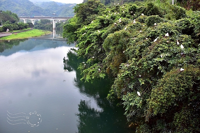 坪林鷺鷥公寓