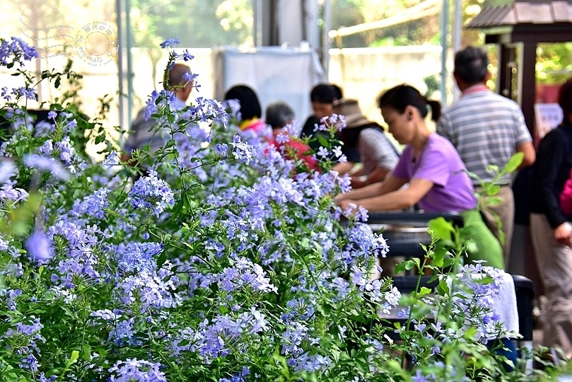 香草菲菲:自助餐