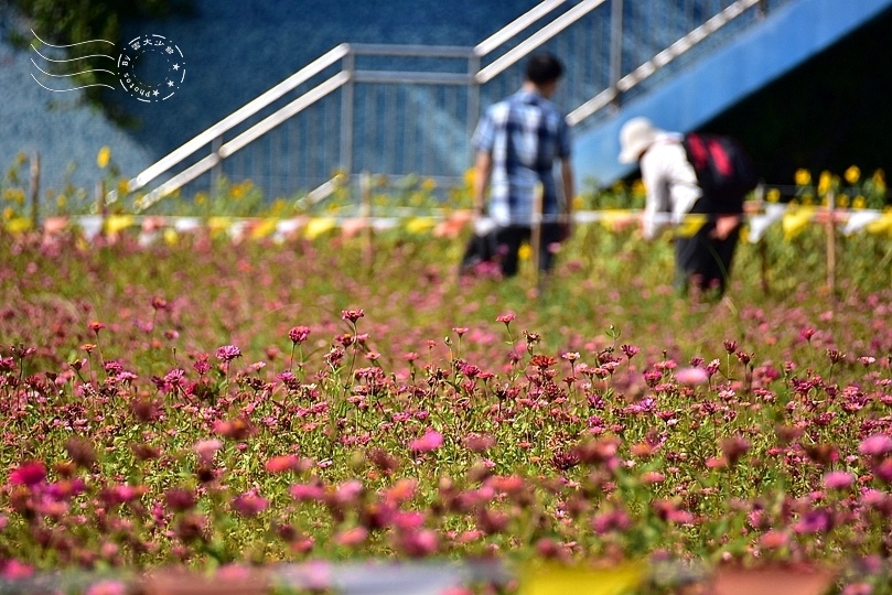 美堤河濱公園花海