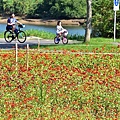 美堤河濱公園花海