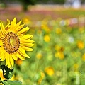 美堤河濱公園花海