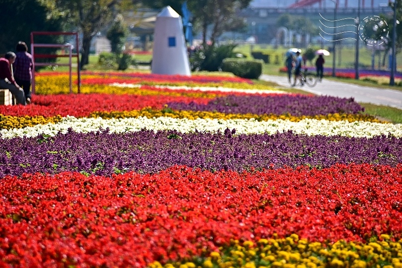 古亭河濱公園花海