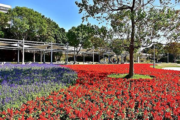 古亭河濱公園花海