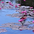 中社觀光花市-香水蓮花