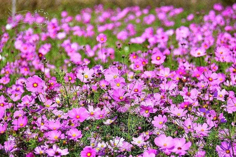 中社觀光花市-大波斯菊