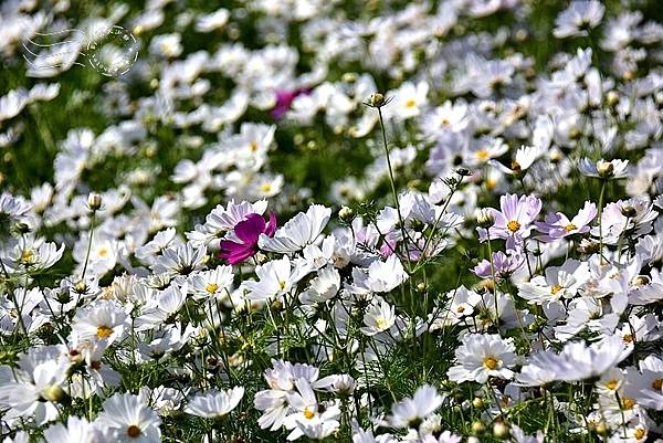 中社觀光花市-大波斯菊