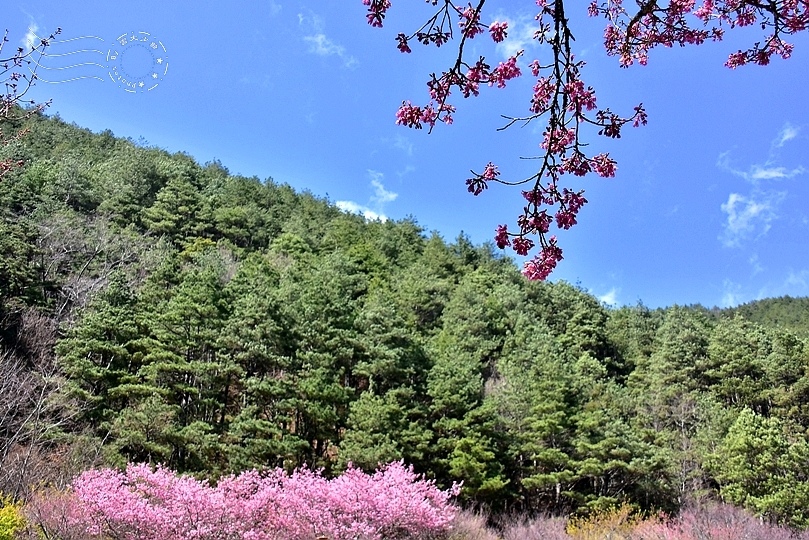 武陵農場櫻花