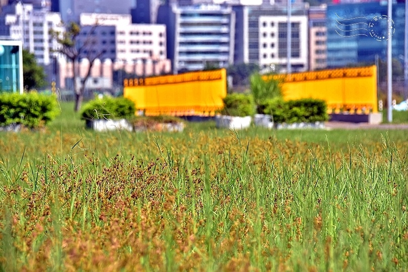 大直美堤河濱公園