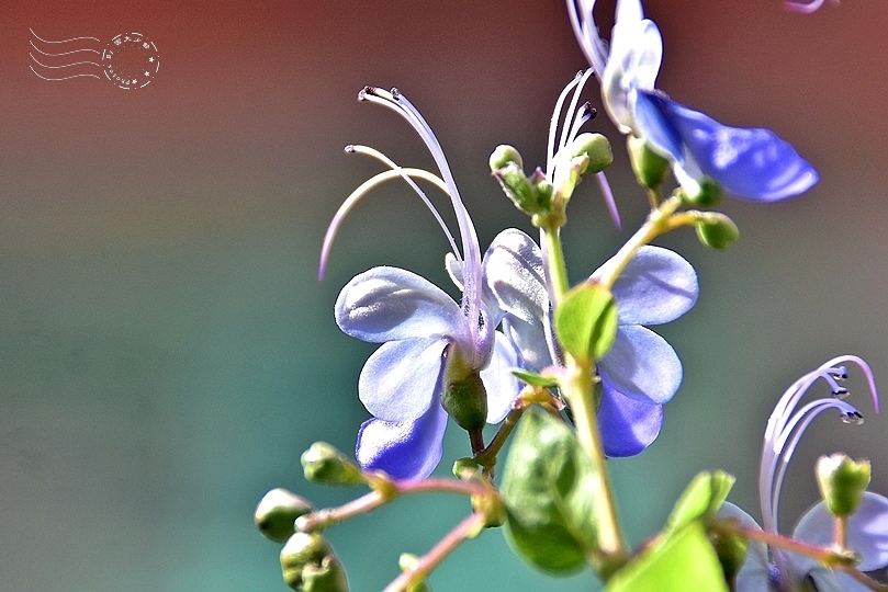 藍蝶花