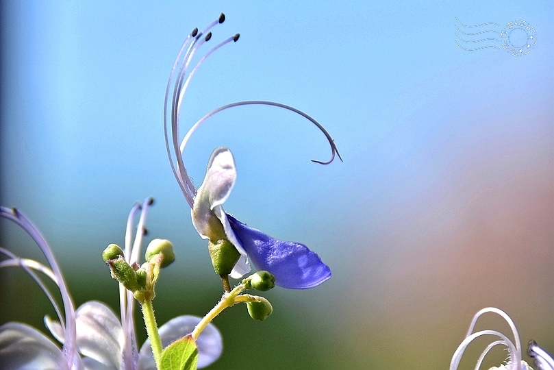 藍蝶花