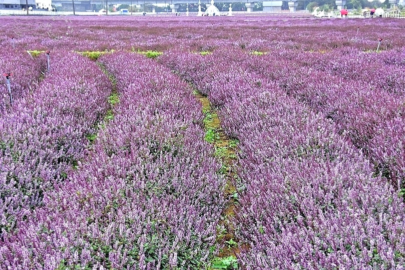 桃園仙草花節