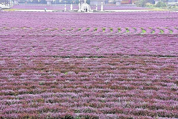 桃園仙草花節