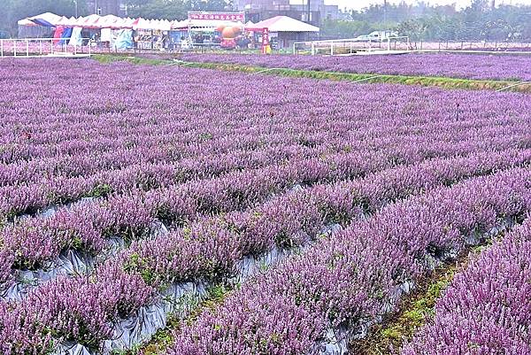 桃園仙草花節