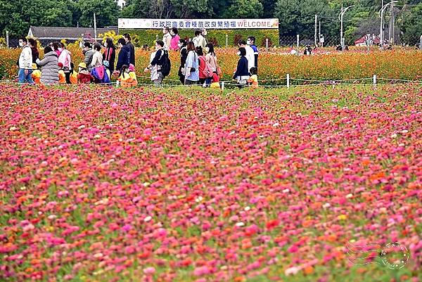 2020台中新社花海