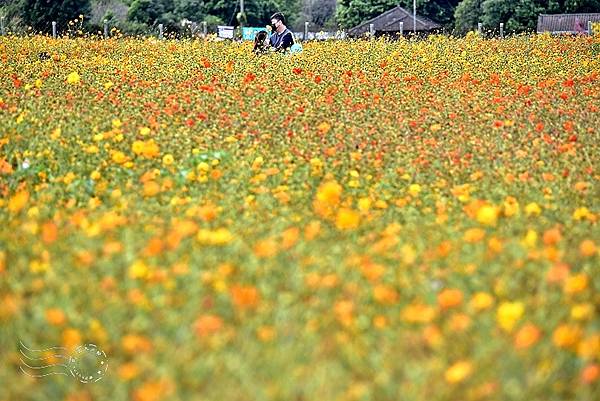 2020台中新社花海