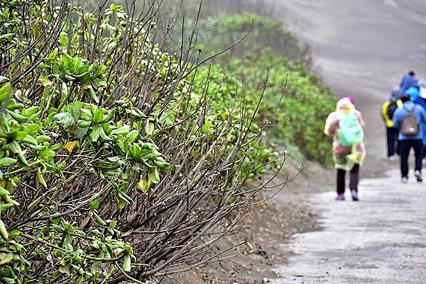 桃園草漯沙丘地質公園