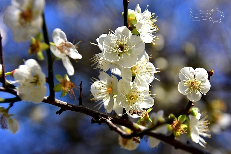 榮星花園梅花2021