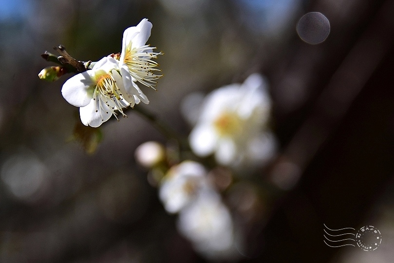 榮星花園梅花2021