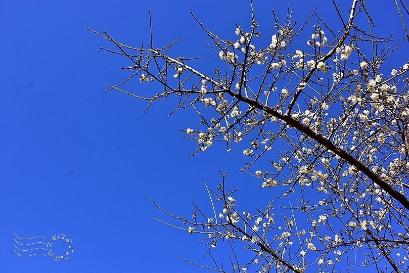 榮星花園梅花2021