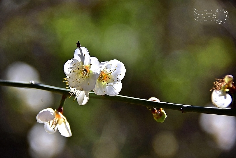 榮星花園梅花2021