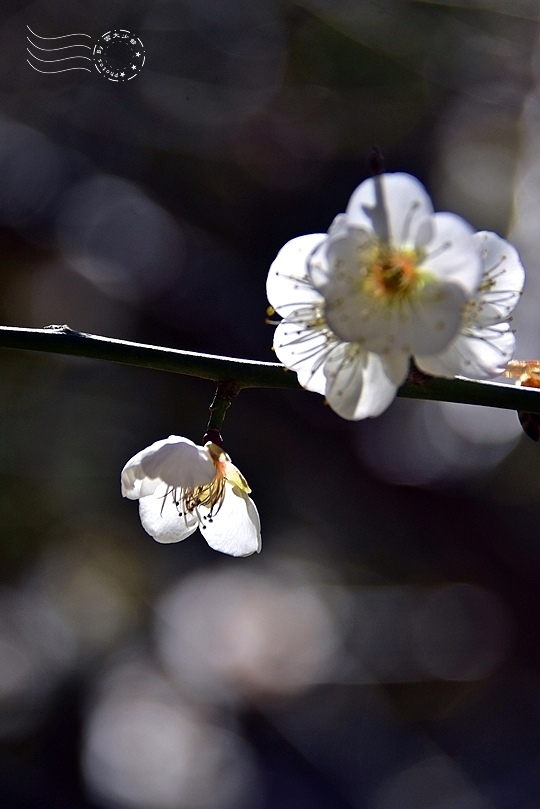 榮星花園梅花2021