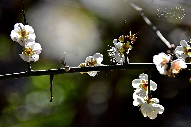 榮星花園梅花2021