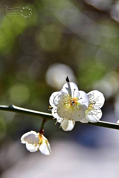 榮星花園梅花2021