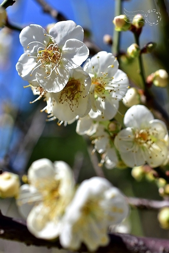 榮星花園梅花2021