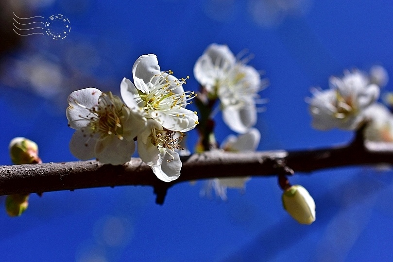 榮星花園梅花2021