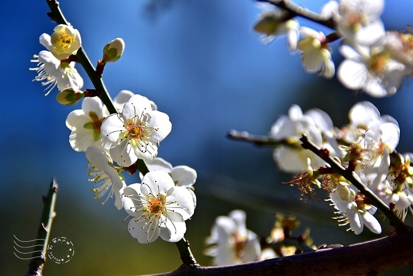 榮星花園梅花2021