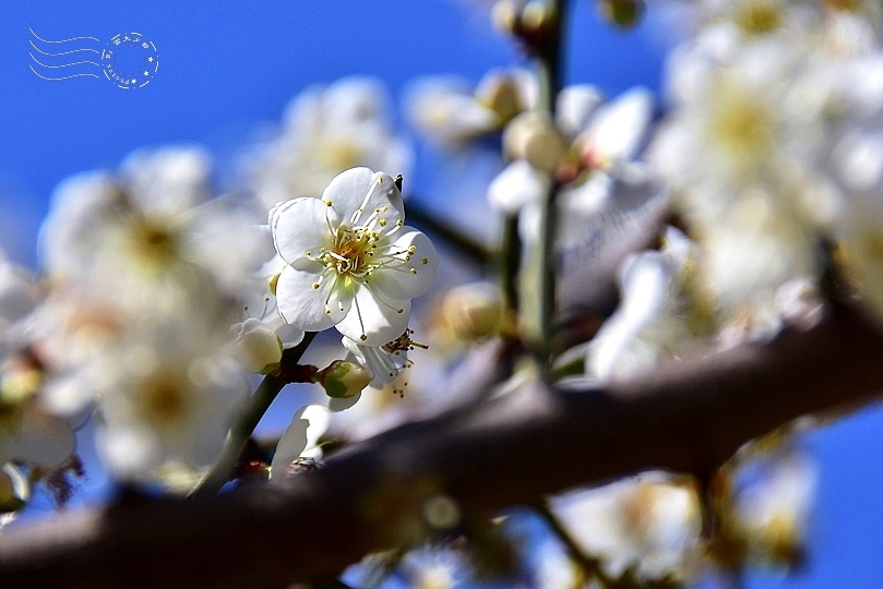 榮星花園梅花2021