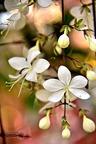 垂枝茉莉