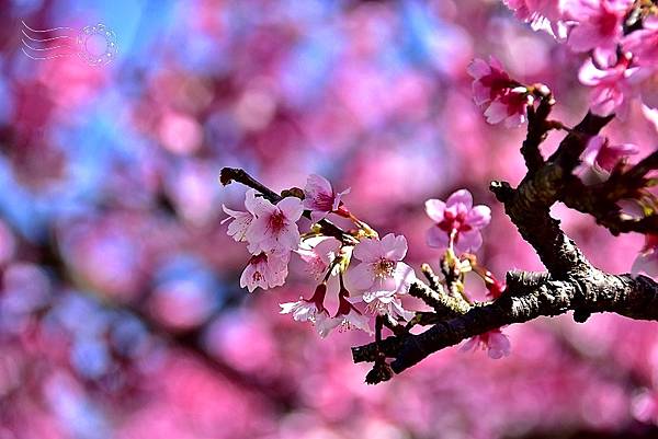 東湖樂活公園櫻花