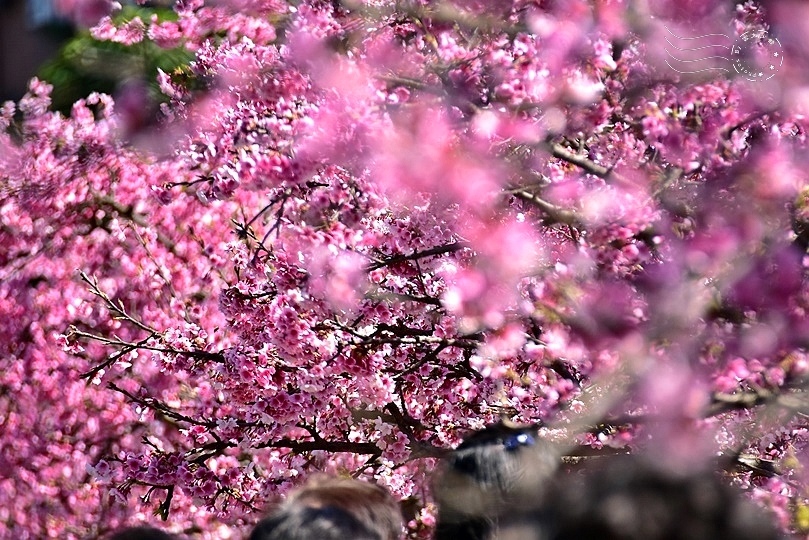 東湖樂活公園櫻花