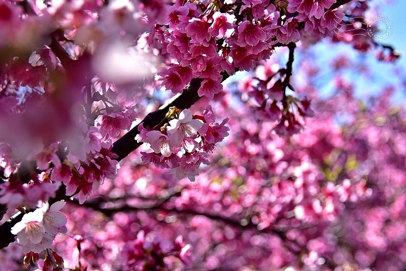 東湖樂活公園櫻花