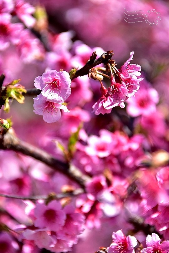 東湖樂活公園櫻花