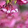 東湖樂活公園櫻花