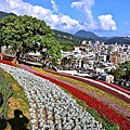 北投三層崎公園花海