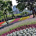 北投三層崎公園花海