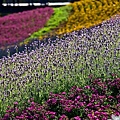 北投三層崎公園花海