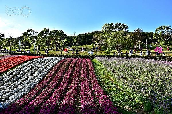 北投三層崎公園花海