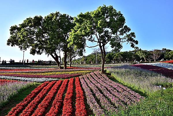 北投三層崎公園花海