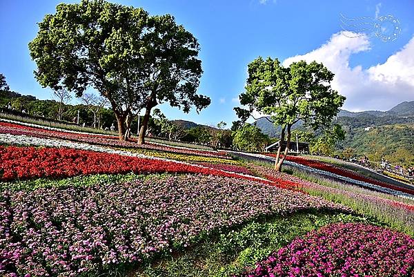 北投三層崎公園花海